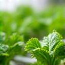 Peppery baby arugula